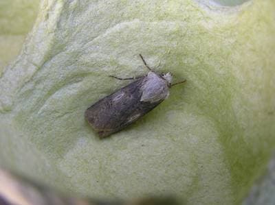 Agrotis puta