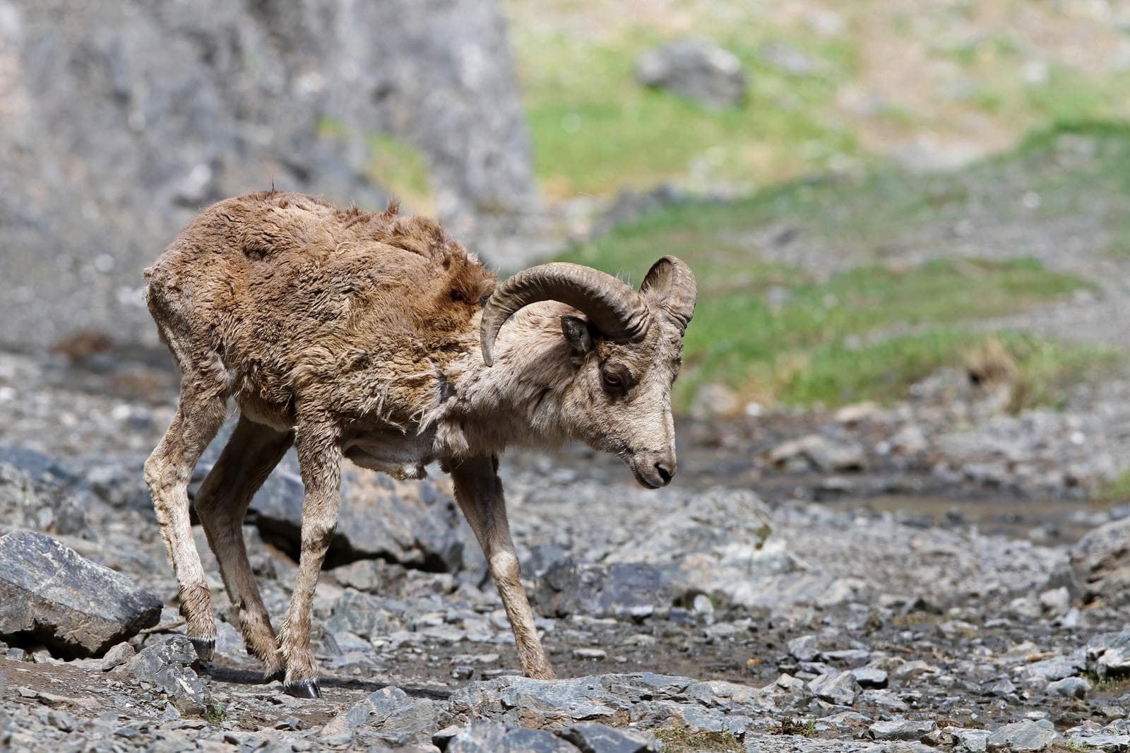Argali — 1/1