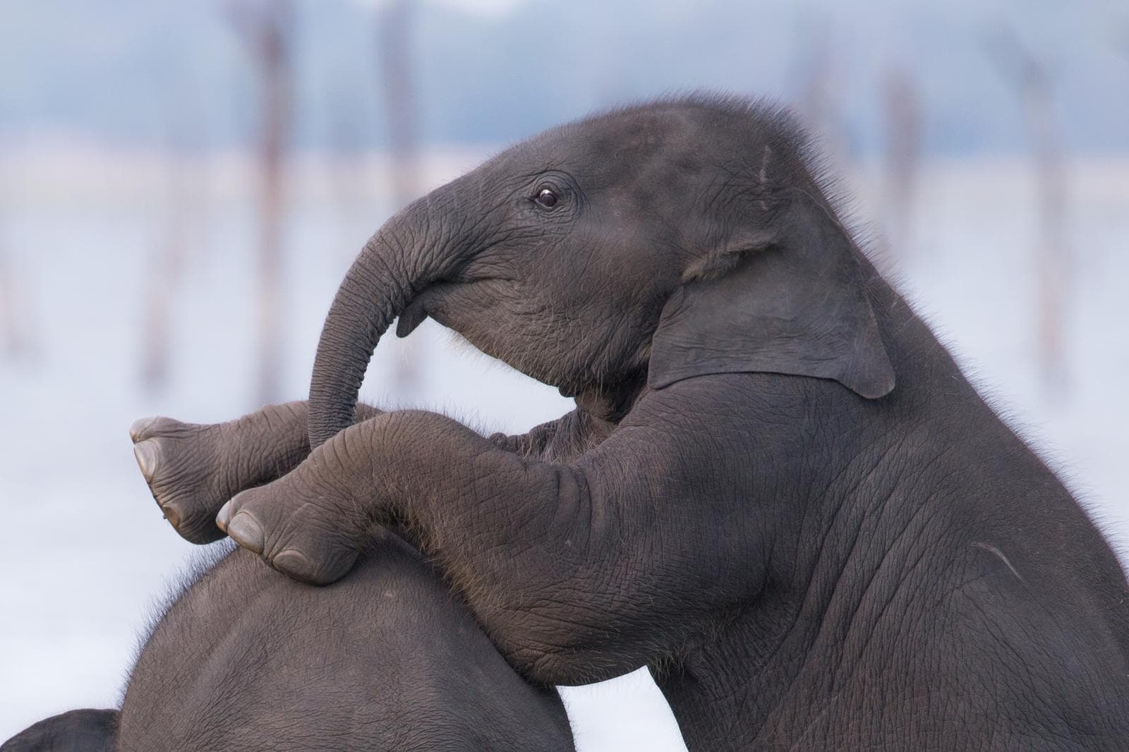 Asiatisk elefant — 3/3