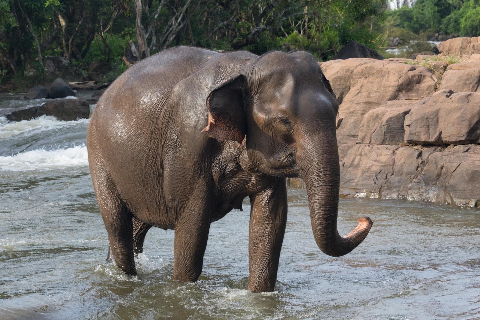 Asiatisk elefant — 2/3