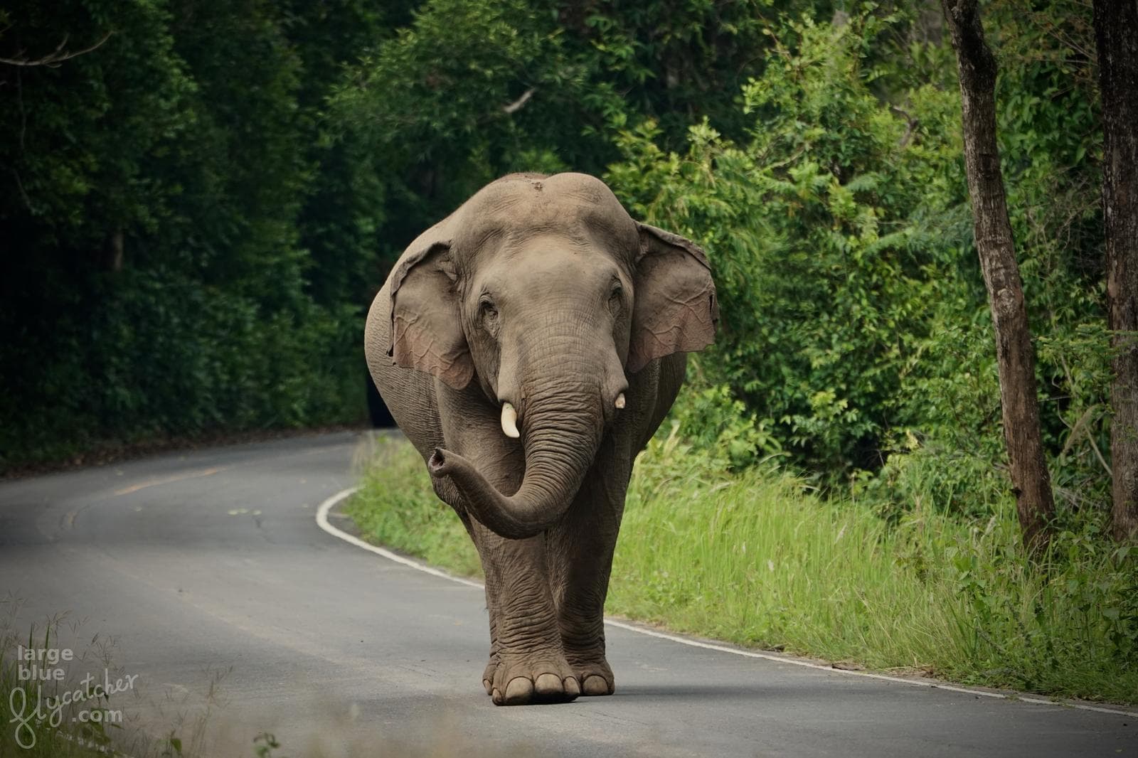 Asiatisk elefant — 1/3