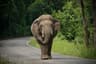 Asiatisk elefant