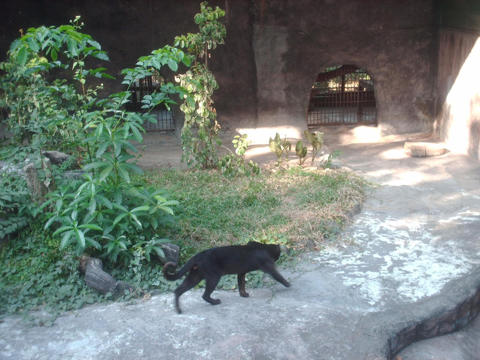 Asiatisk guldkatt — 1/3