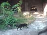 Asiatisk guldkatt
