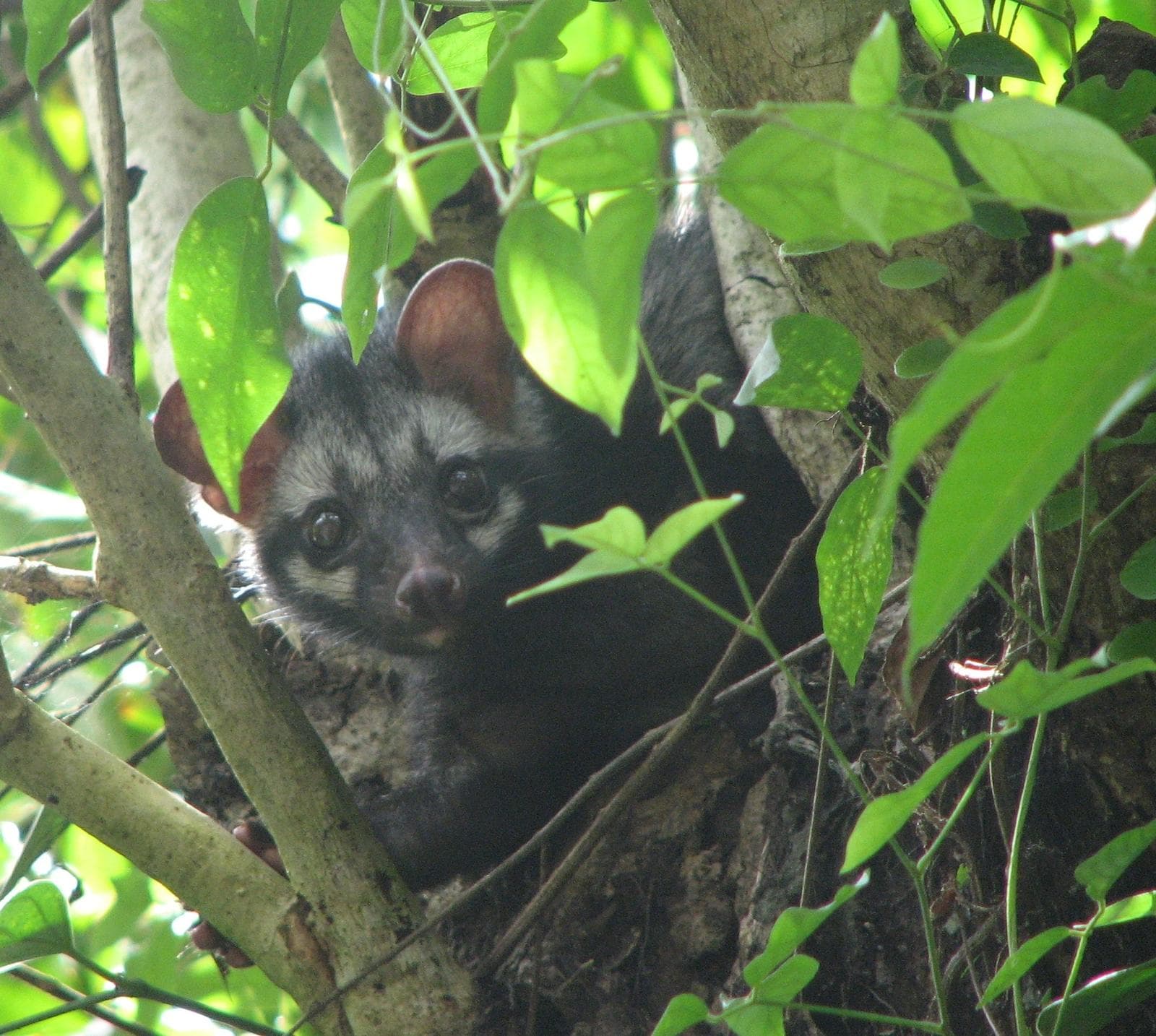 Asiatisk palmcibet — 1/3