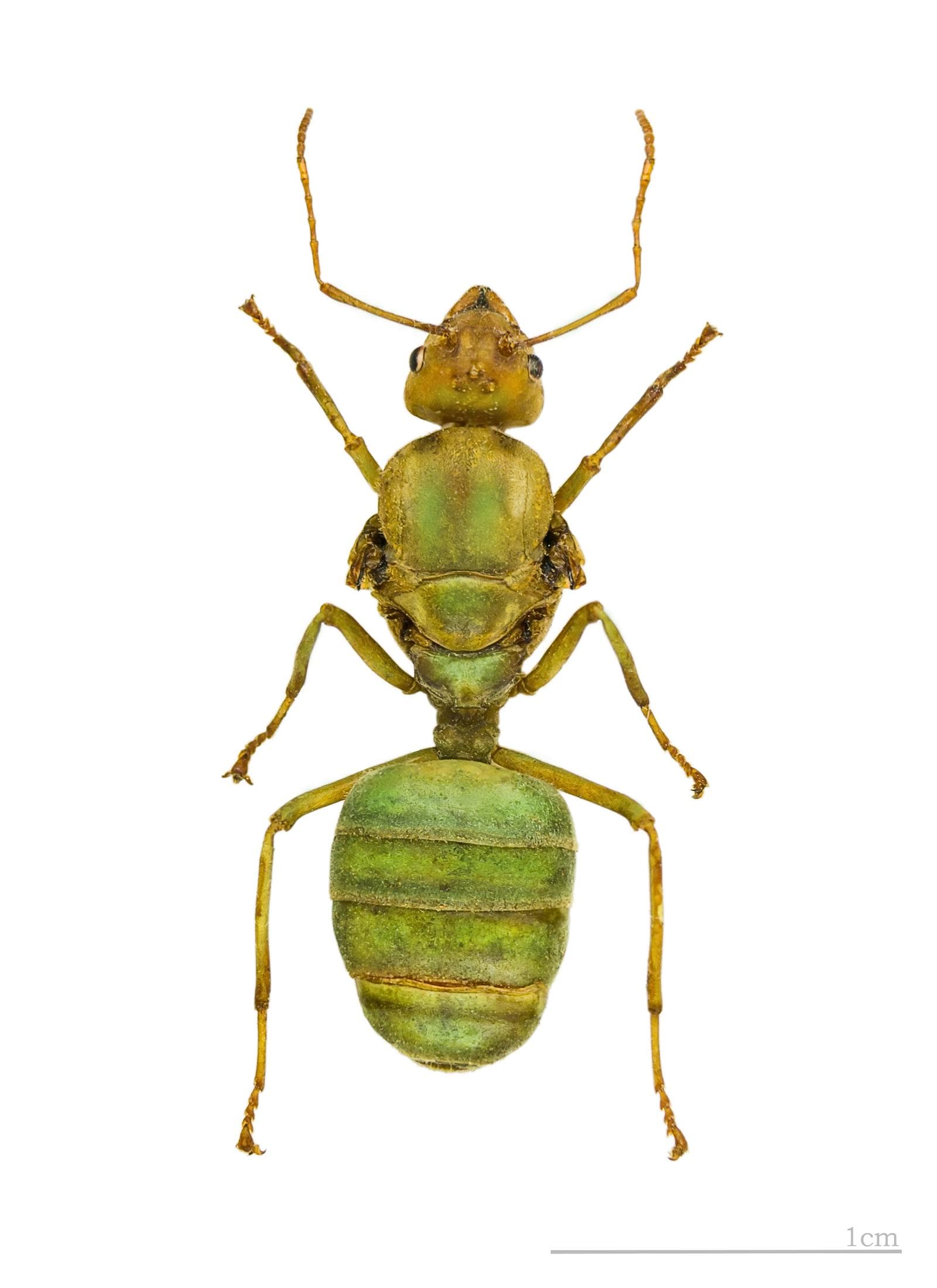 Asiatisk vävarmyra — 1/3
