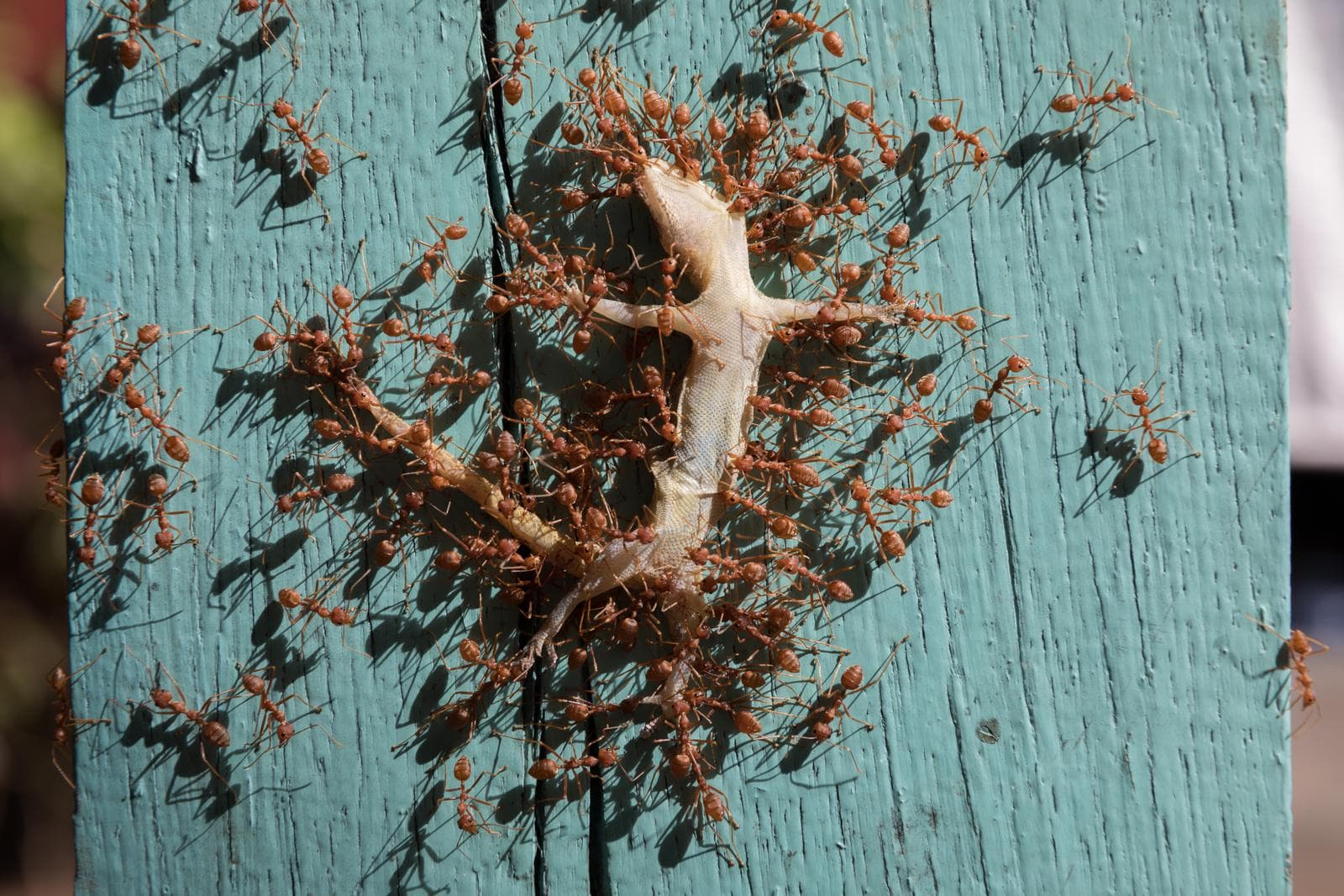 Asiatisk vävarmyra — 3/3