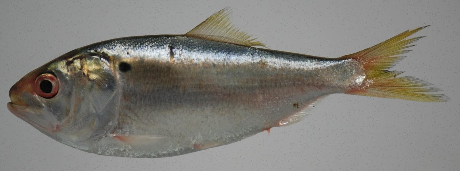 Atlantisk menhaden — 1/3