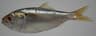 Atlantisk menhaden