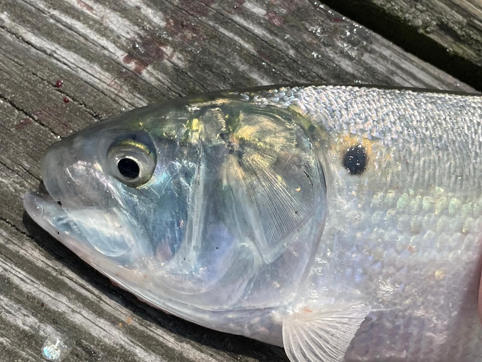 Atlantisk menhaden — 3/3