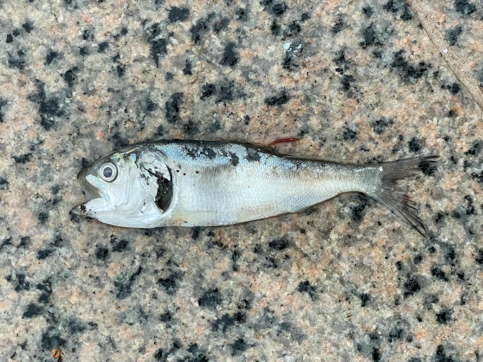 Atlantisk menhaden — 2/3