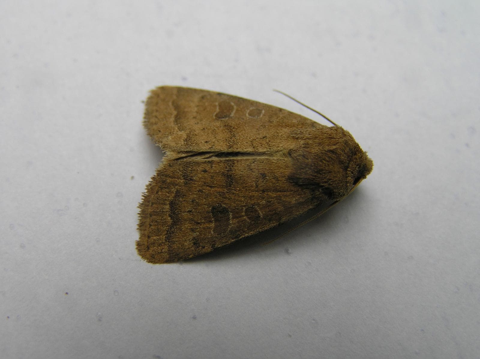 Åttiotalsfly — 1/3