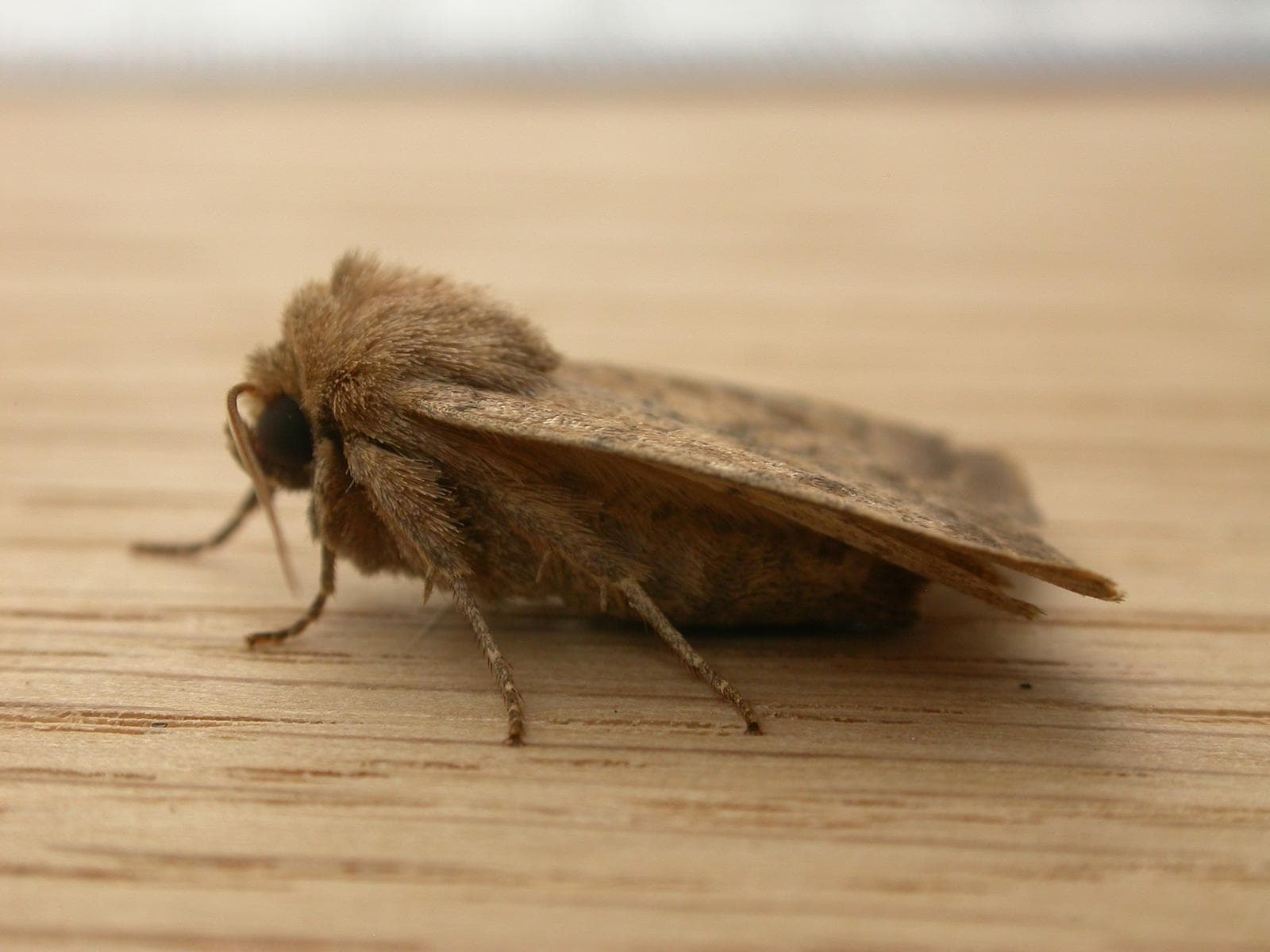 Åttiotalsfly — 2/3