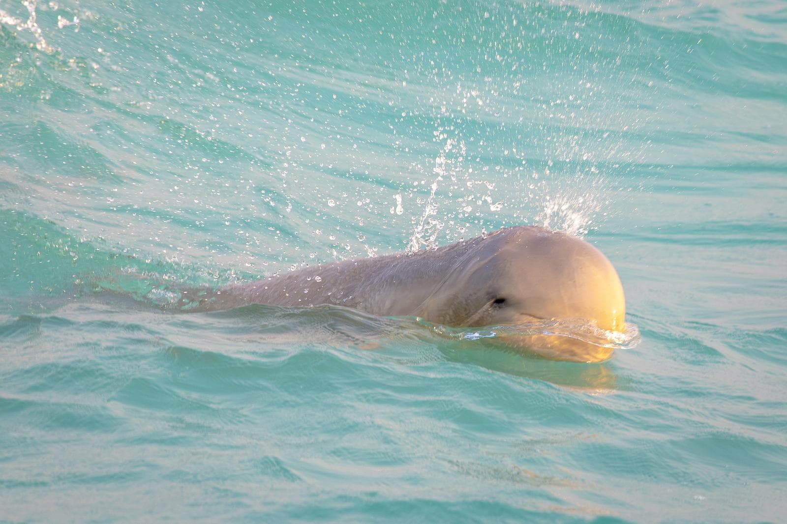 Australisk snubbelfindelfin — 1/3