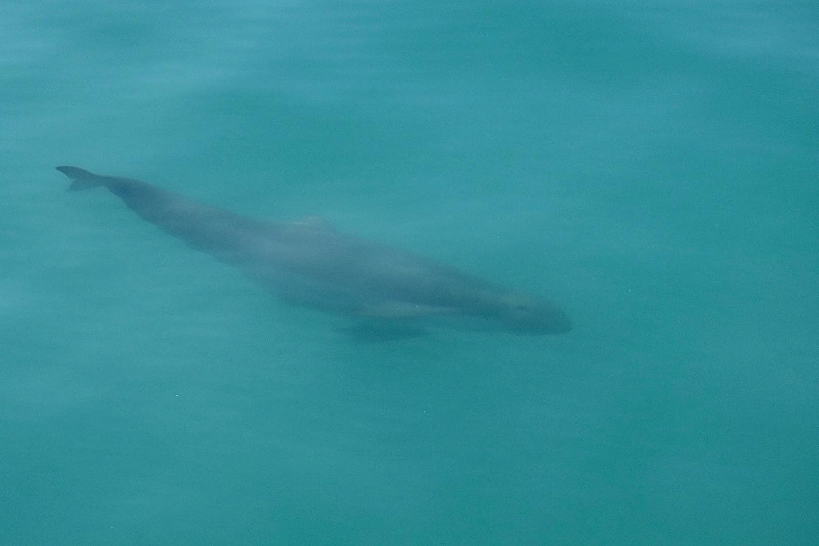 Australisk snubbelfindelfin — 2/3