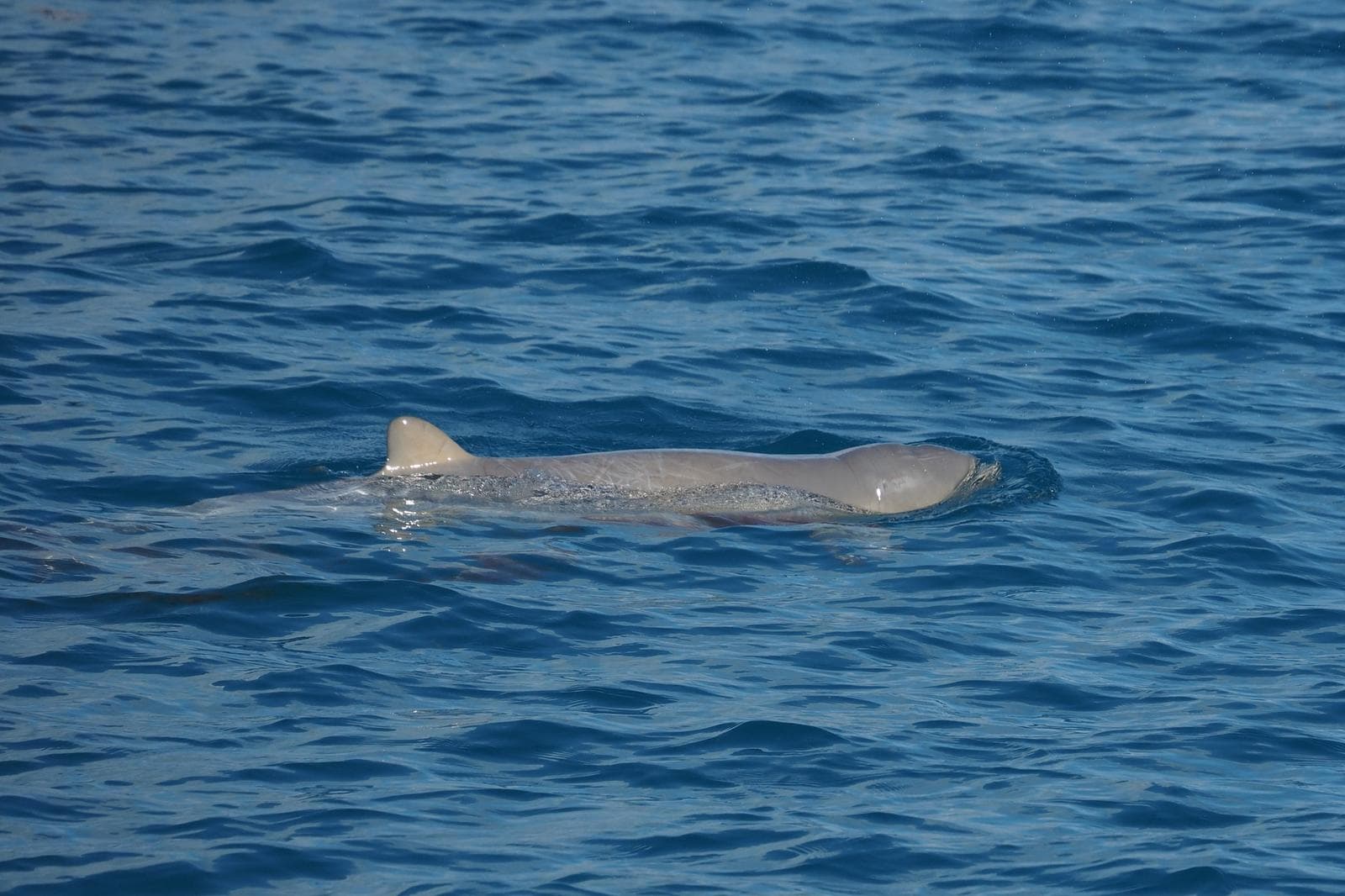Australisk snubbelfindelfin — 3/3