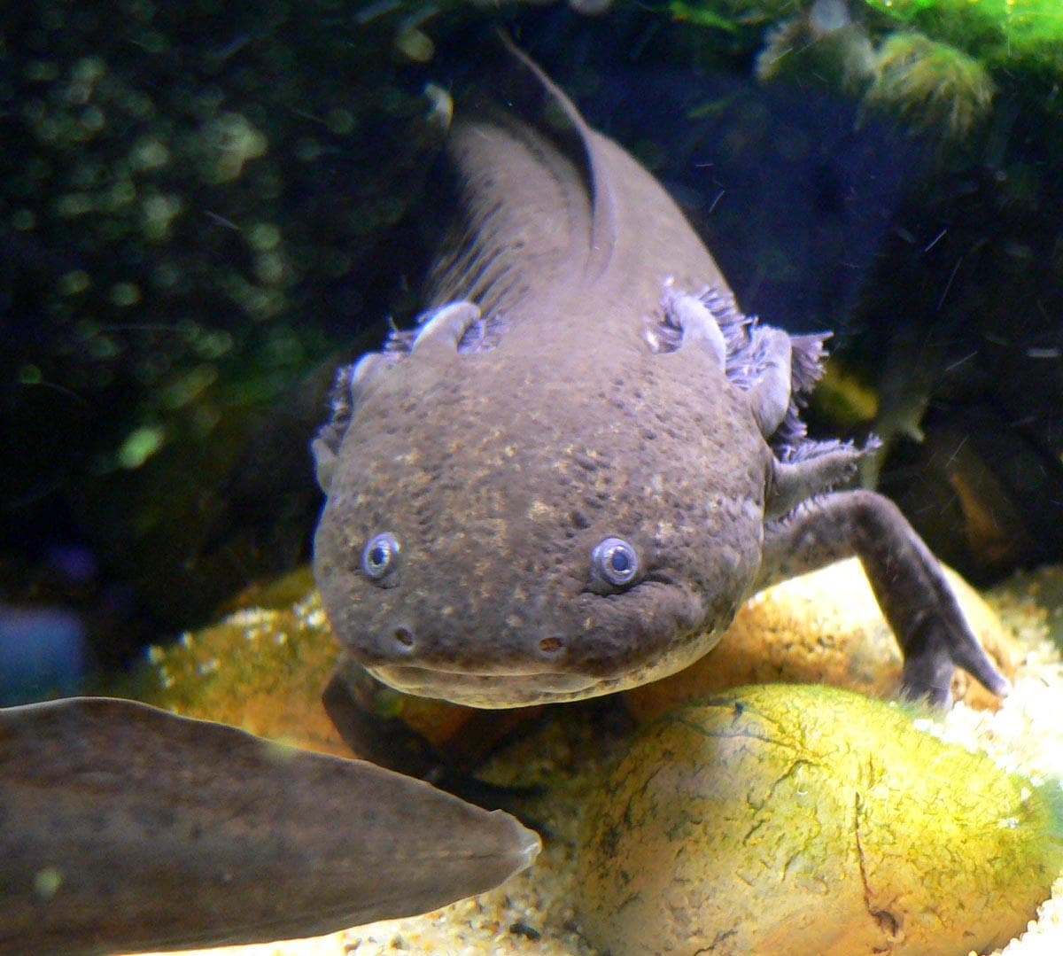 Axolotl — 1/3