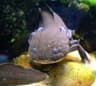 Axolotl