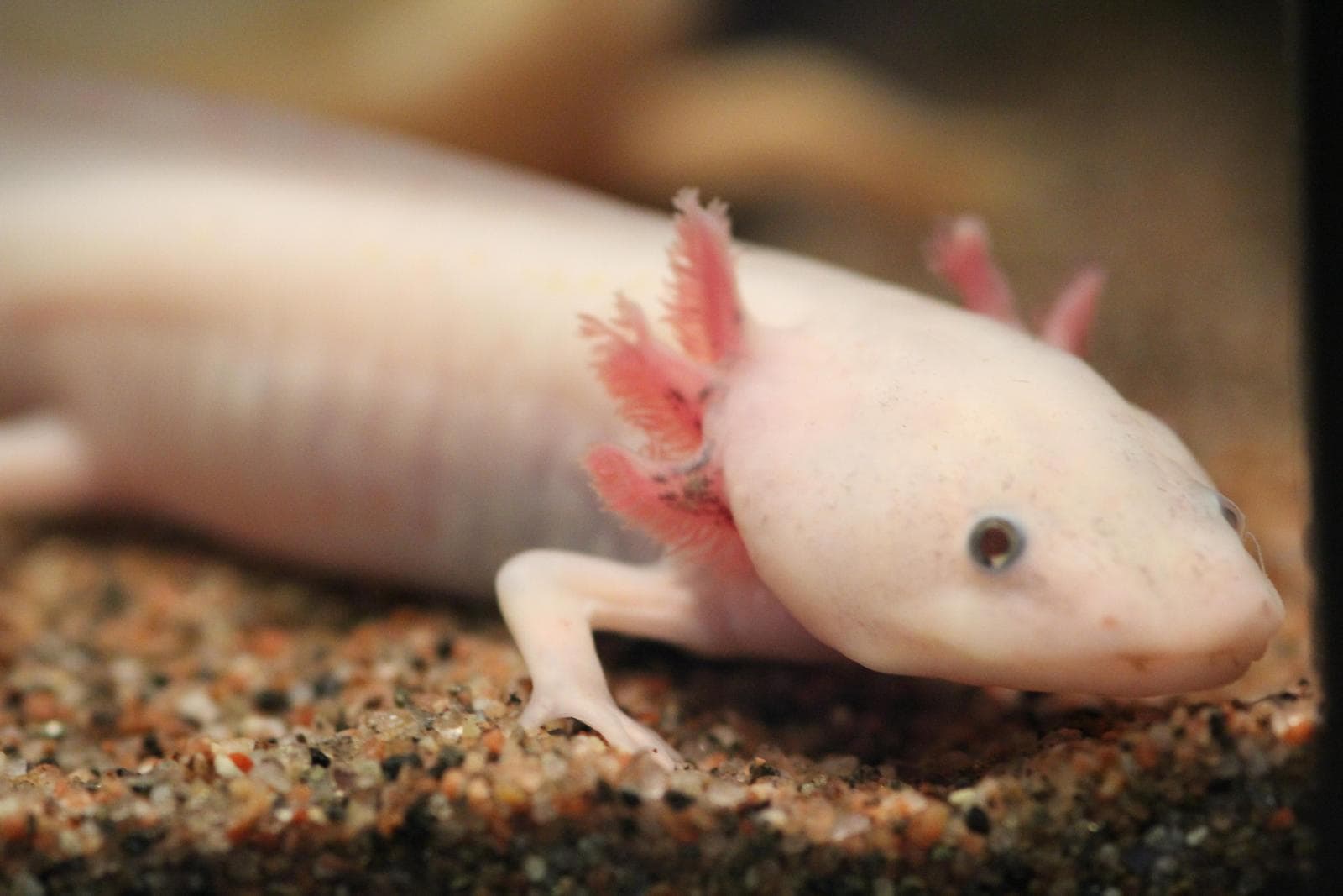Axolotl — 2/3