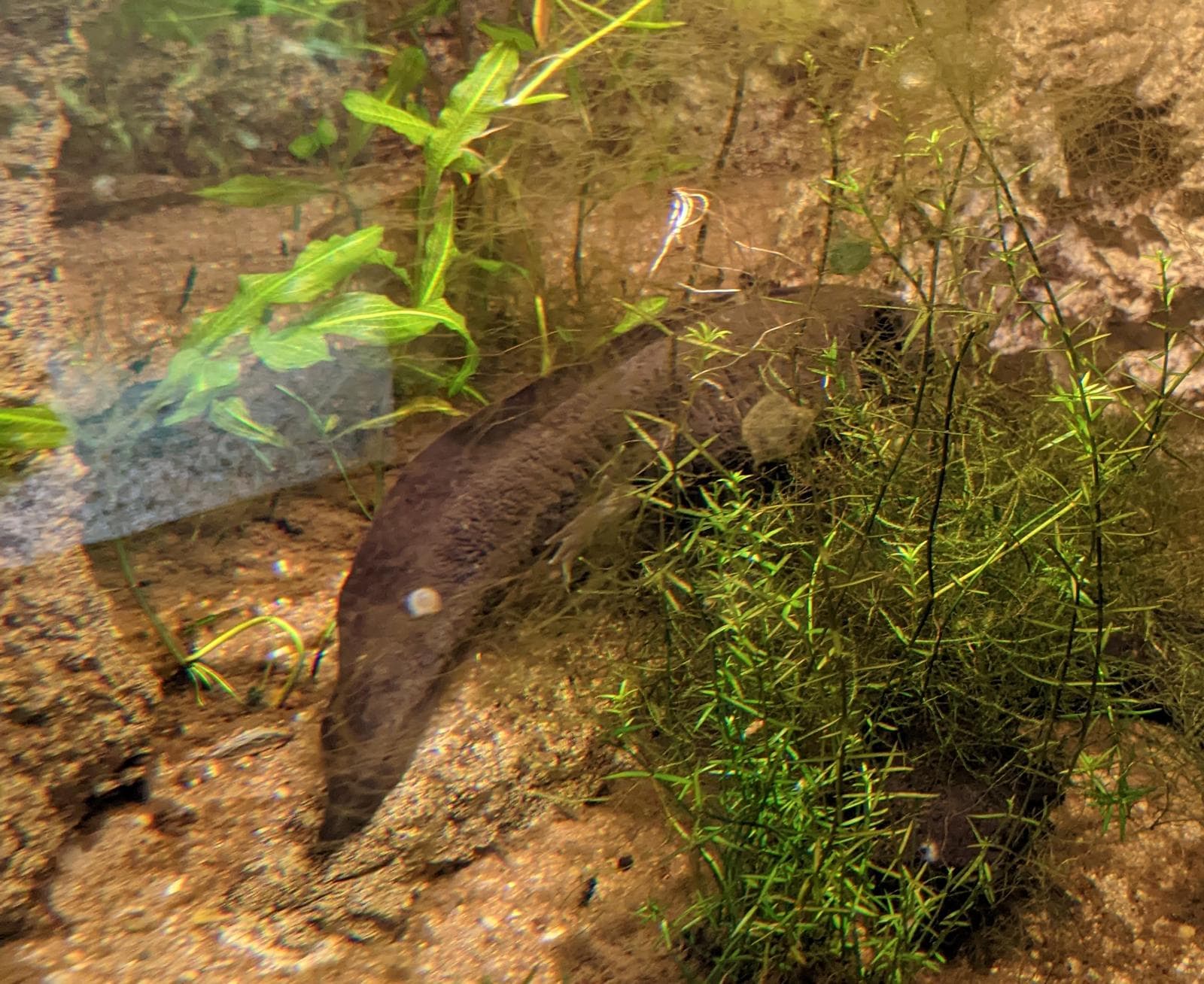 Axolotl — 3/3