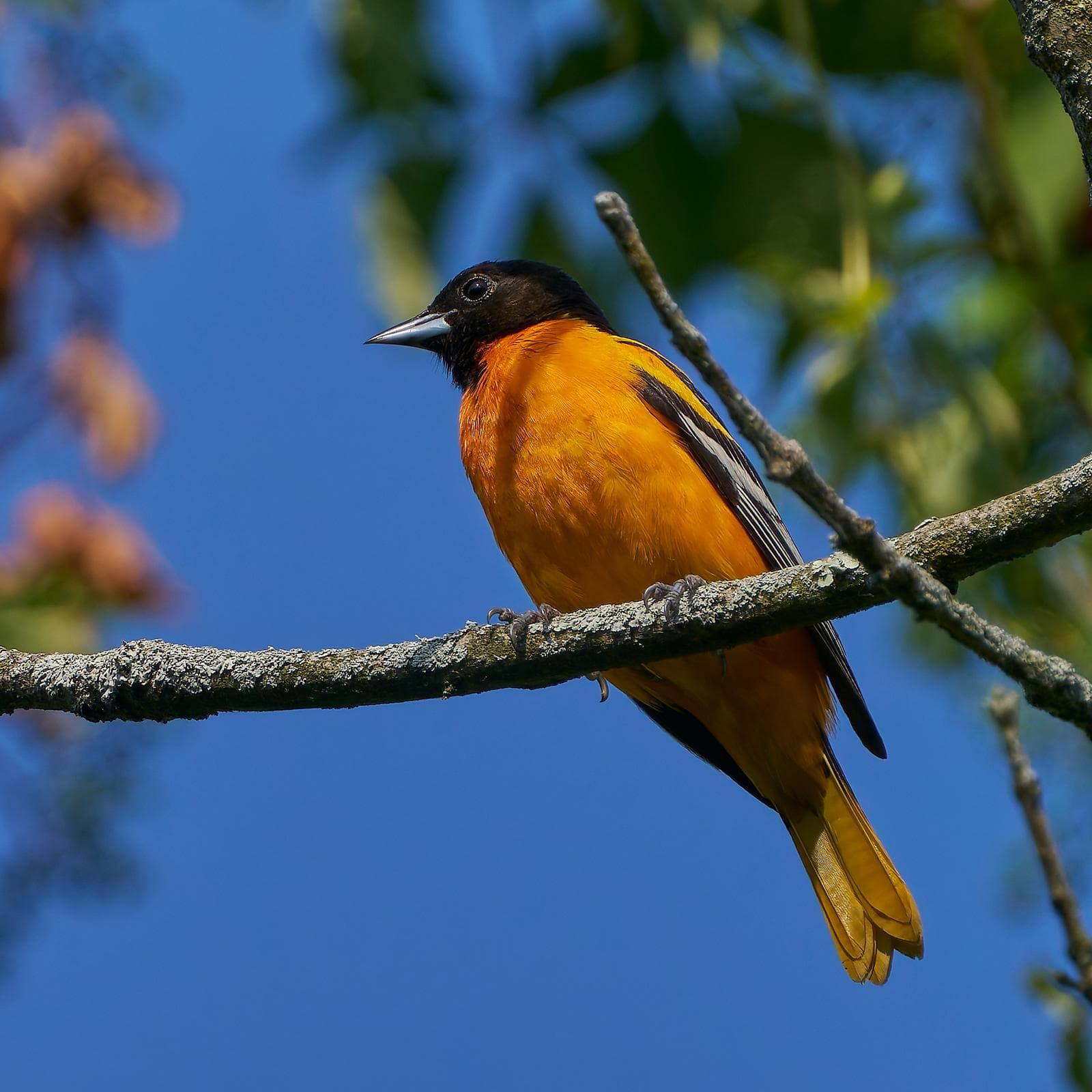 Baltimoretrupial — 3/3
