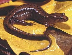 Bergsdusky salamander — 1/3