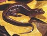 Bergsdusky salamander