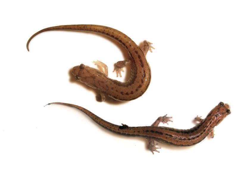 Bergsdusky salamander — 3/3