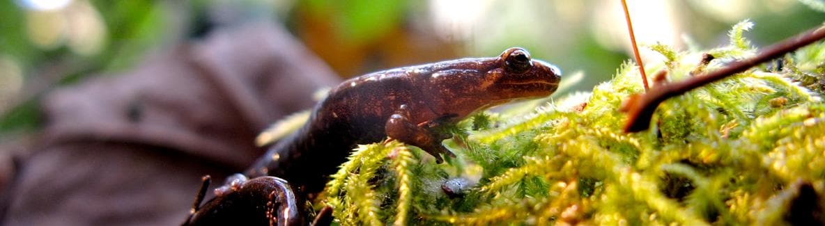 Bergsdusky salamander — 2/3