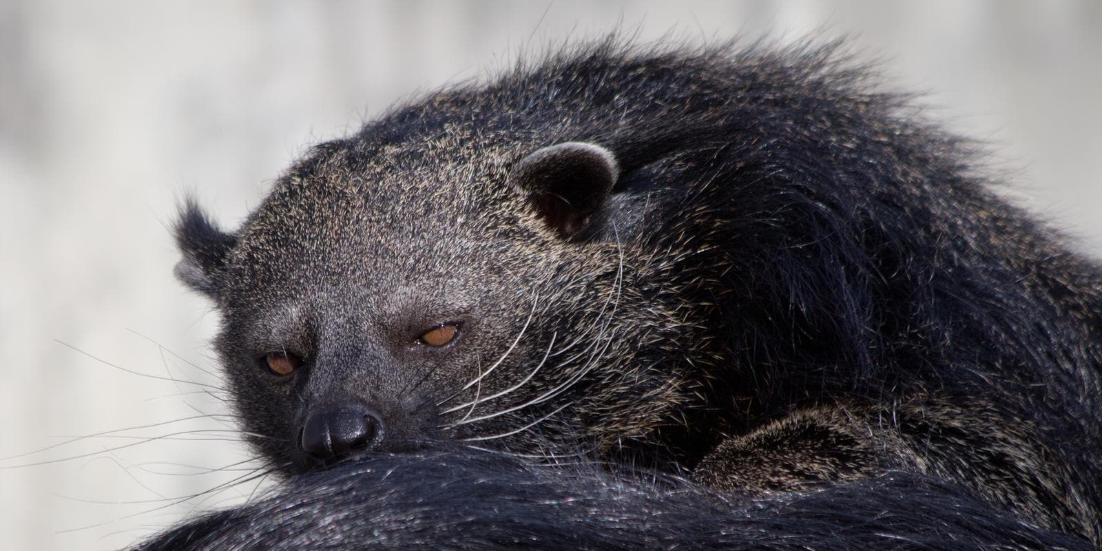 Binturong — 3/3