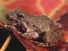 Blanchards syrsa­groda