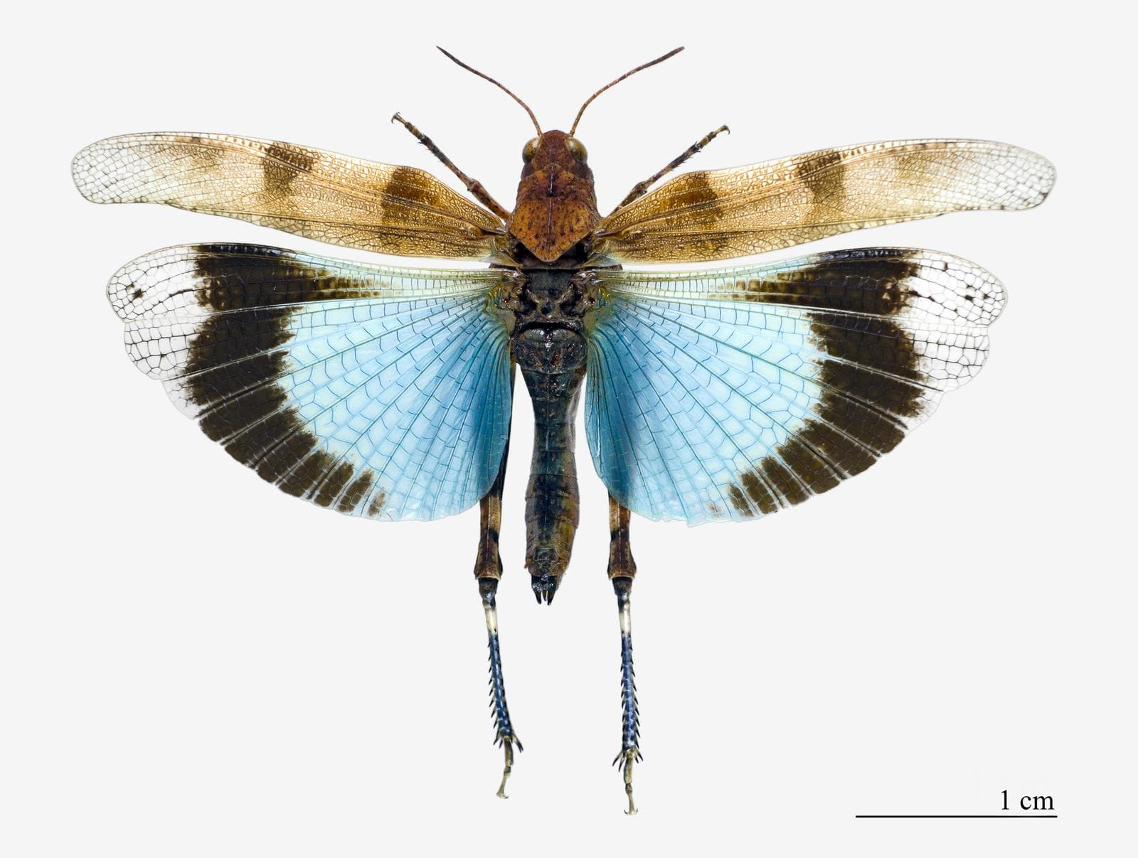 Blåvingad gräshoppa — 1/3