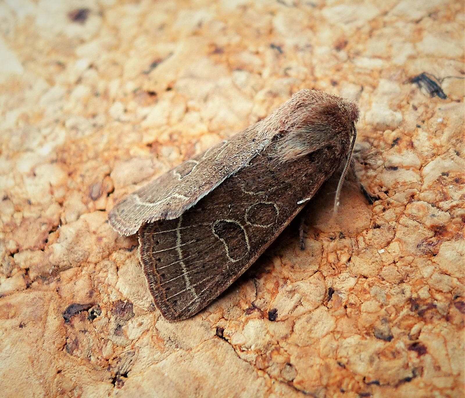 Blekgul vårfly — 2/3