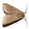 Blekgul vårfly