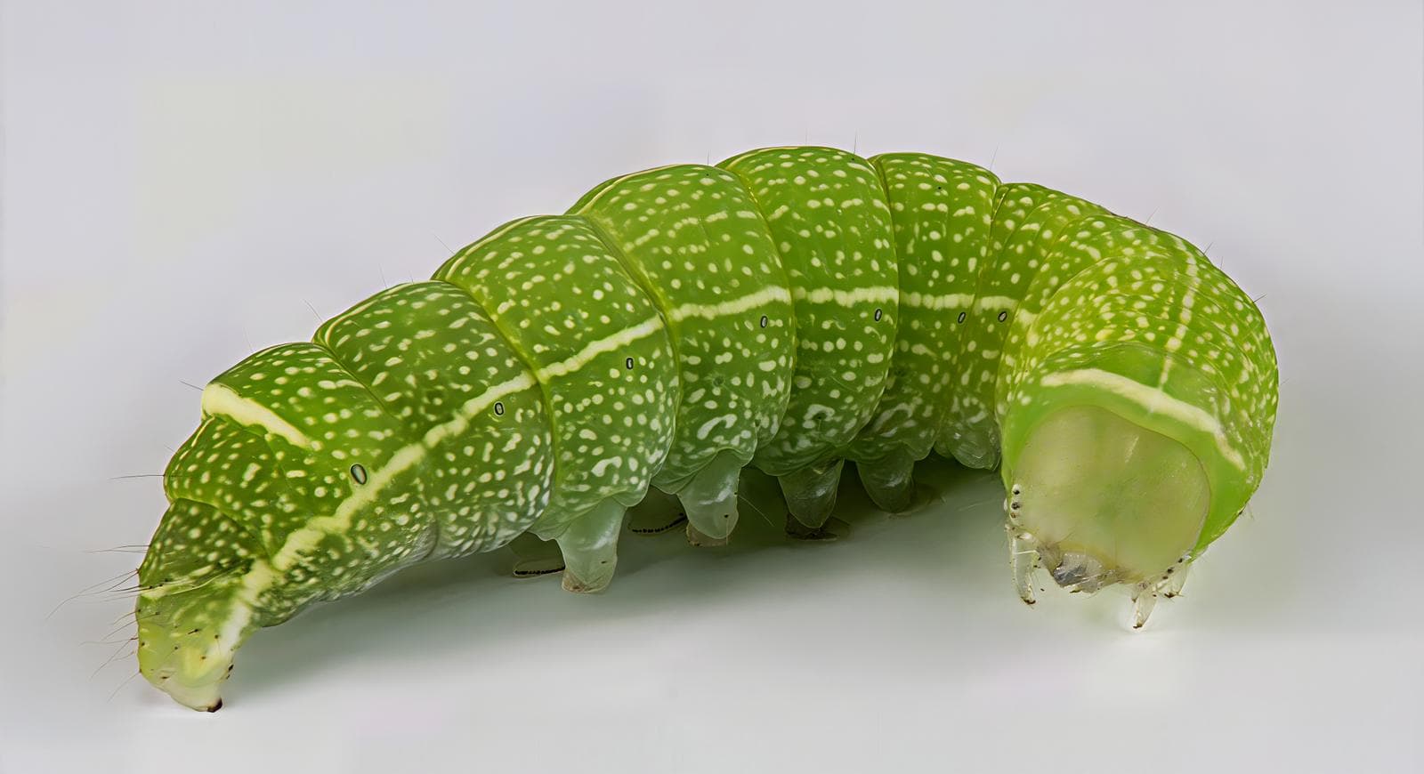 Blekgul vårfly — 3/3