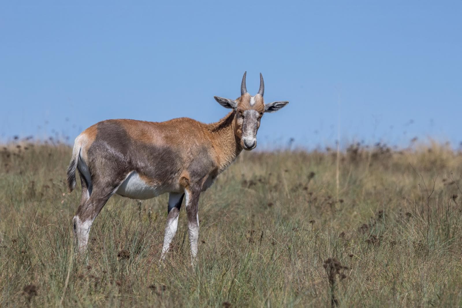 Blesbok — 1/3