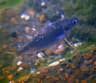 Blysillfisk