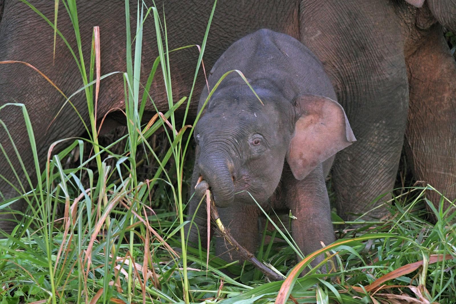 Borneoelefant — 3/3