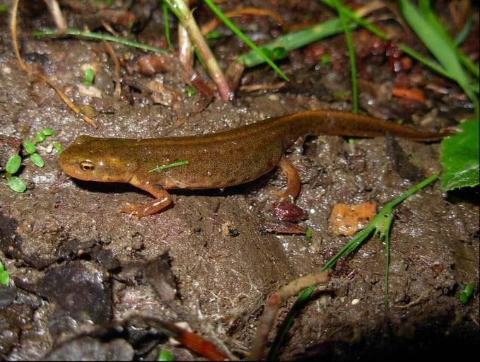 Boscas vattensalamander — 2/3