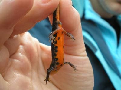 Boscas vattensalamander