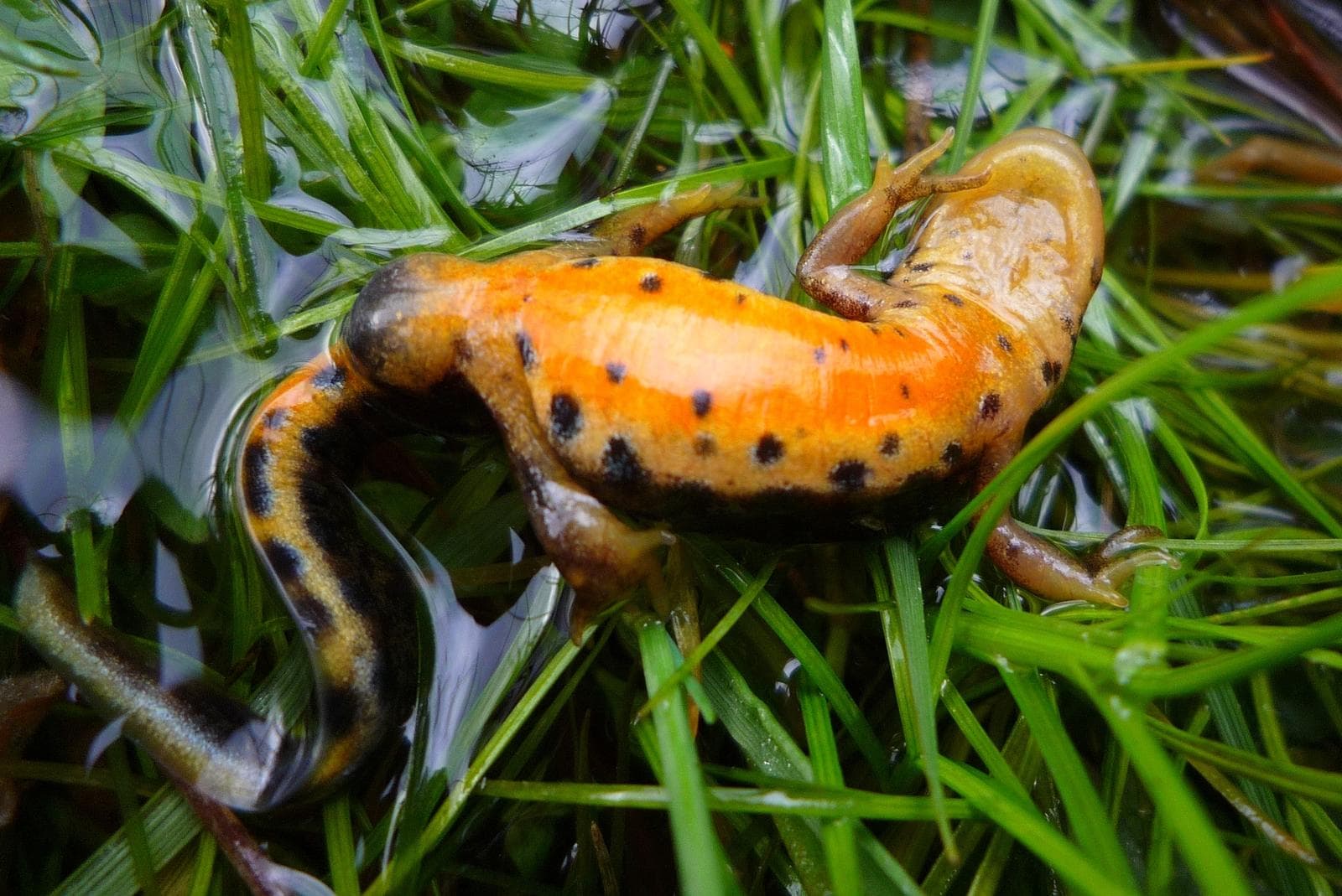 Boscas vattensalamander — 3/3