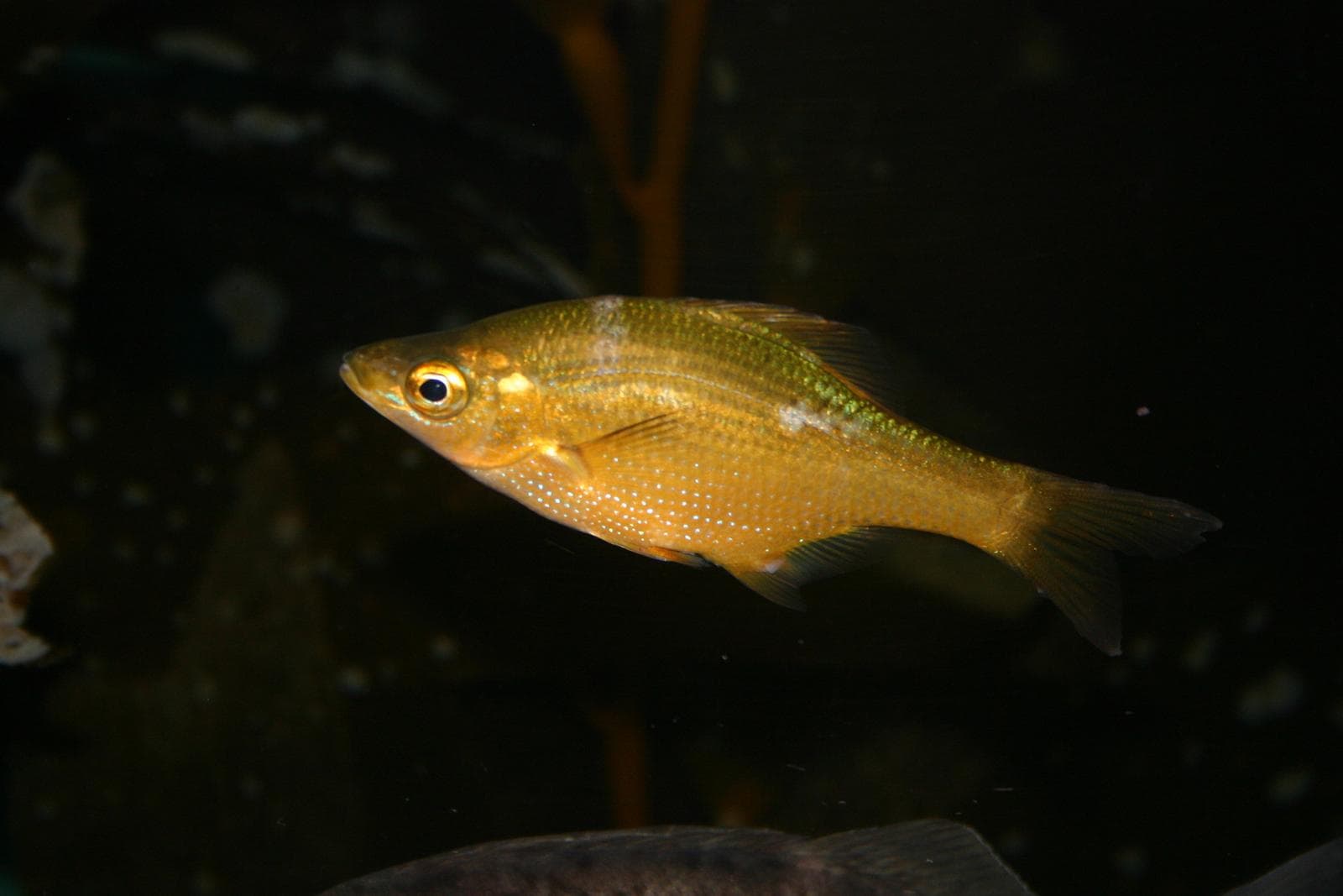 Brachyistius frenatus — 1/3