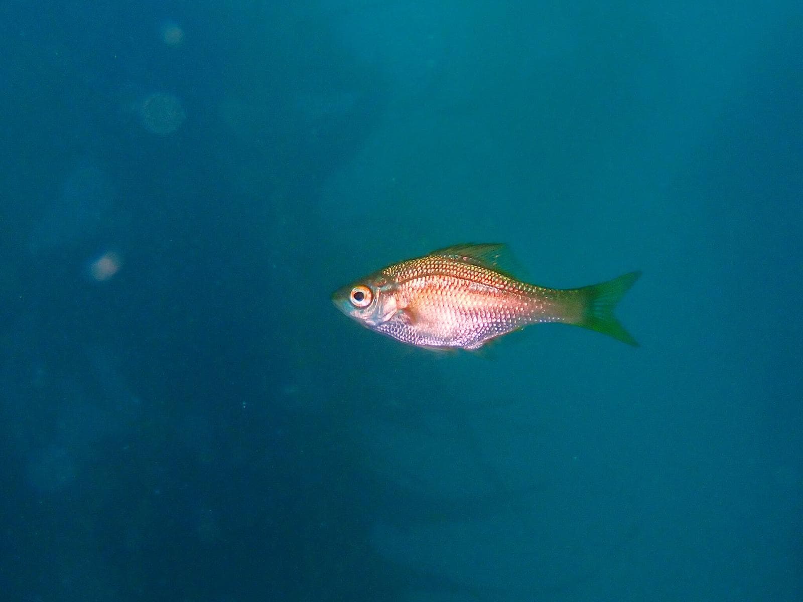 Brachyistius frenatus — 3/3