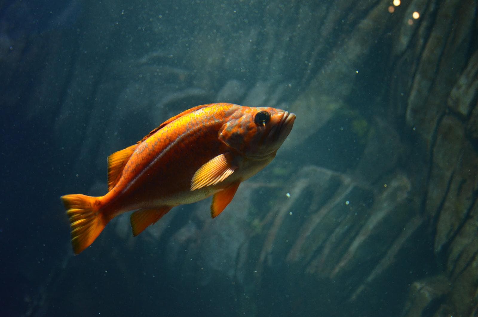 Brachyistius frenatus — 2/3