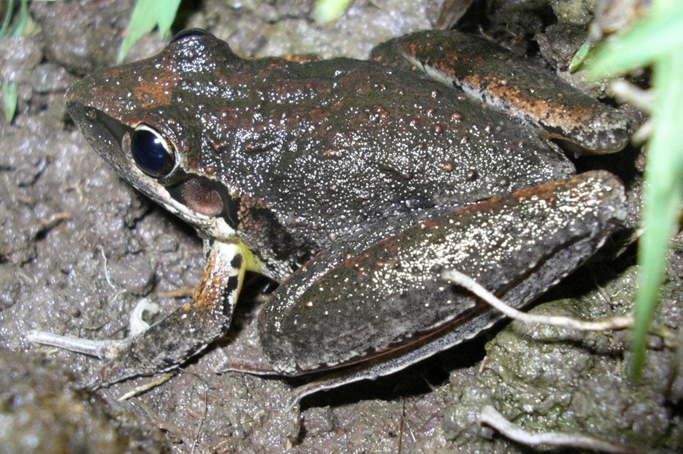 Bredfotad raketgroda — 1/3
