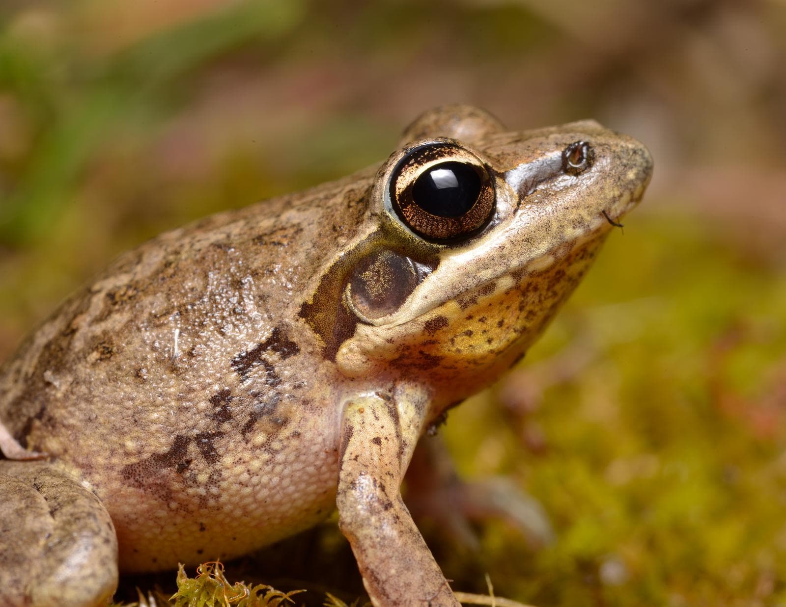 Bredfotad raketgroda — 3/3