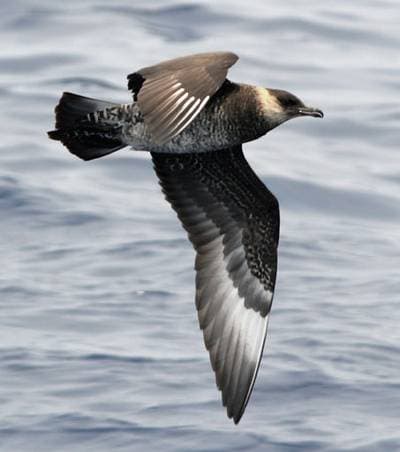 Bredstjärtad labb