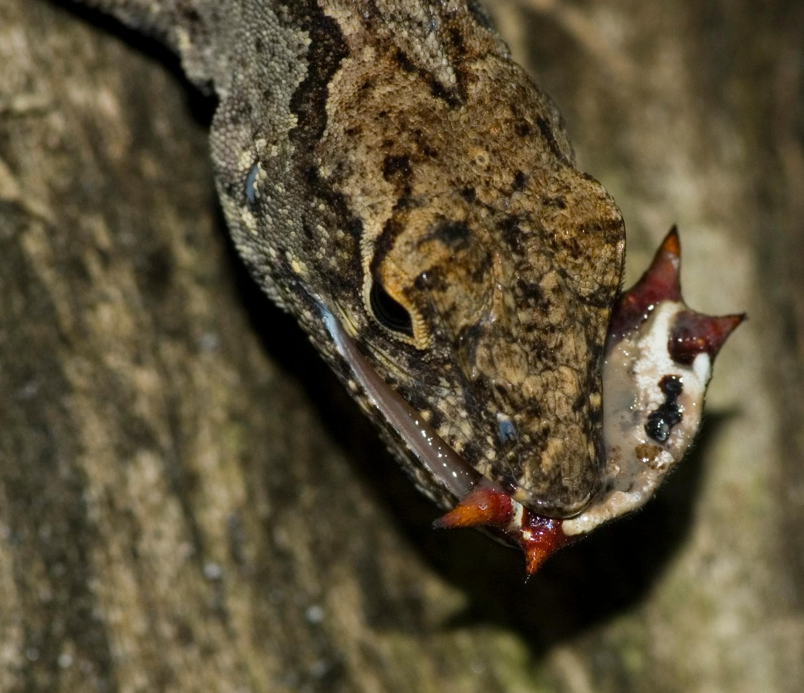 Brun anolis — 1/3