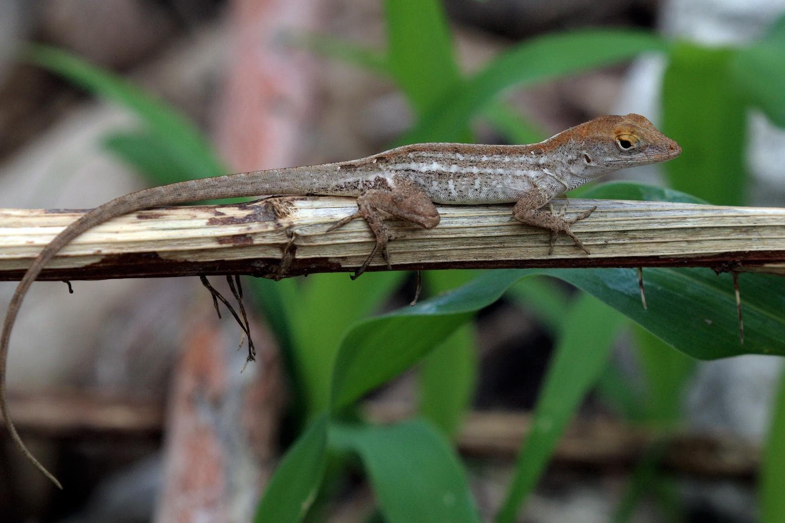 Brun anolis — 3/3