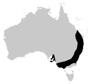 Brun padda — 2/3